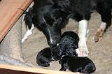 BORDER COLLIE - MISE BAS 020